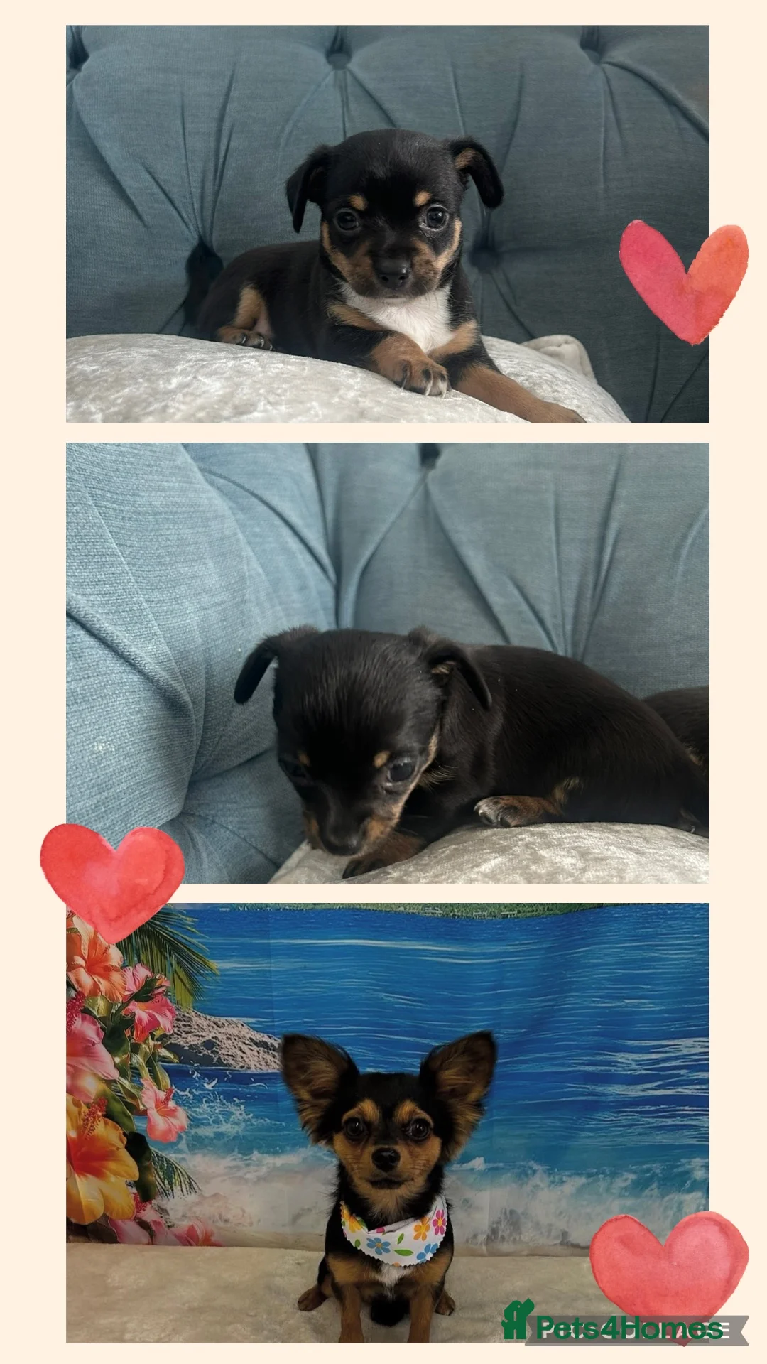 Chihuahua dogs for sale: 🐾  Chihuahua Girl Puppies 👀 for  Forever 🏡🐾 - Advert 1