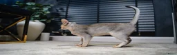 Abyssinian cats for sale: Silver Abyssinian Boy-READY NOW-Champion Line - Advert 18