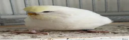 Budgerigars birds for sale: Young budgies for sale - Advert 3