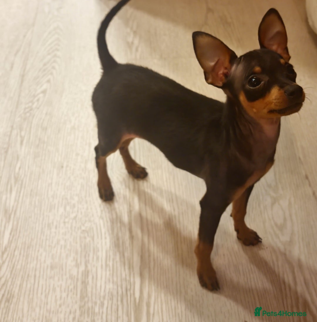 Miniature Pinscher dogs for sale: Prazsky krysarik (miniature pinscher) - Advert 3