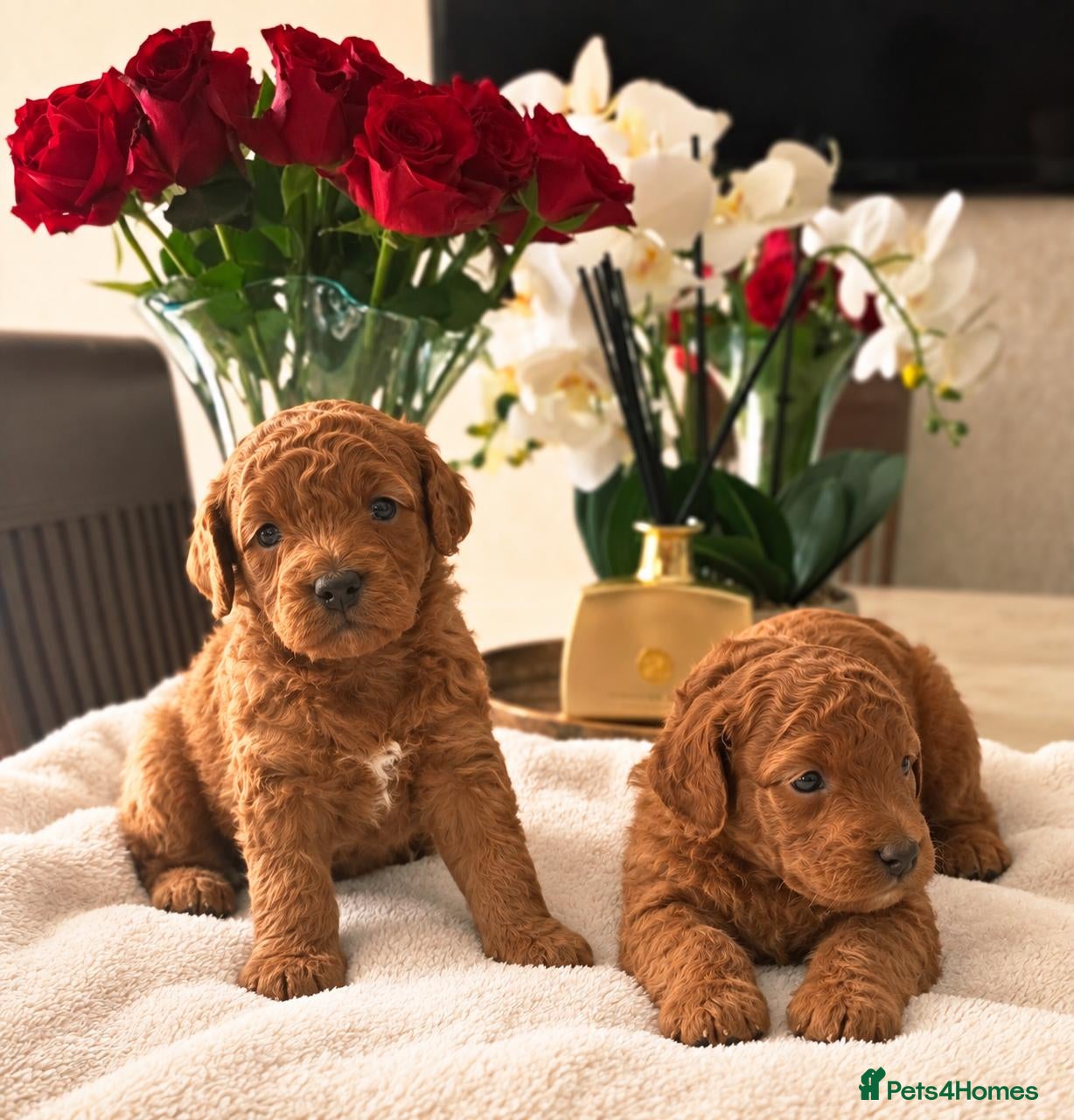 Cockapoo dogs Beautiful red toy cockapoo puppies  - Advert 2