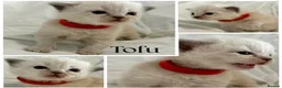 Himalayan cats for sale: Himalayan x Ragdoll babies - Advert 6