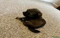 Zuchon dogs for sale: Bichon x Westie x Shih zu  - Advert 18