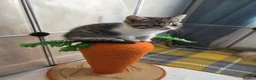 British Shorthair cats for sale: Beautiful British Shorthair Kittens – Ready to go - Advert 16