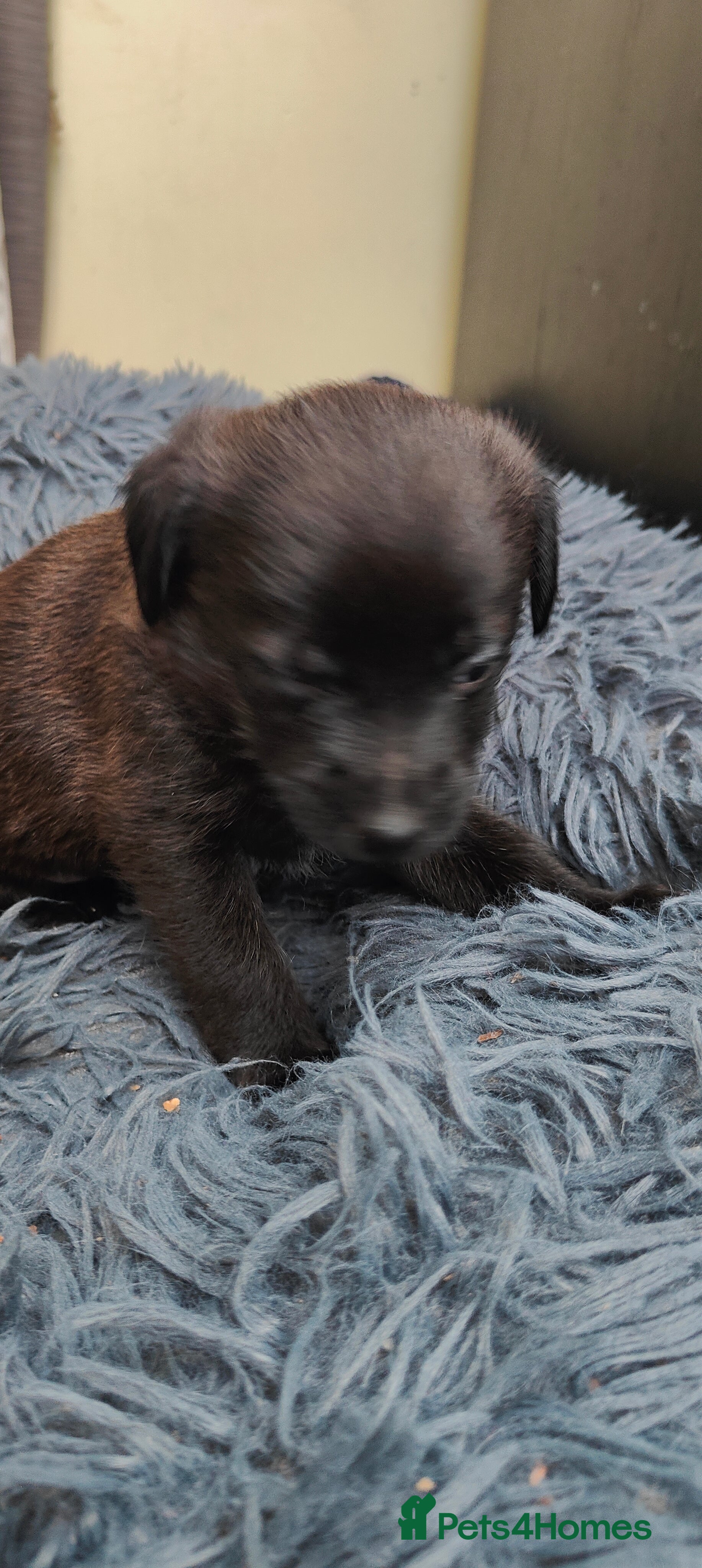Mixed Breed dogs Lowchen (non Shedding like Poodle ) x Patterdale  - Advert 3
