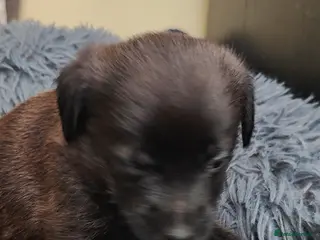 Mixed Breed dogs Lowchen (non Shedding like Poodle ) x Patterdale - Advert 3