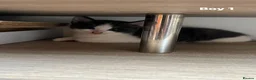 Mixed Breed cats for sale: Little kittens  - Advert 5