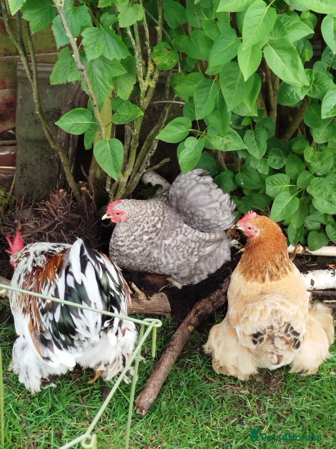 Chickens poultry for sale: Pekin Bantam Hatching Eggs For Sale Mixed Colours - Advert 15