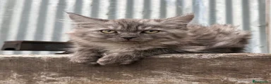 Maine Coon 1