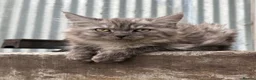 Maine Coon cats for sale: Stunning Maine coon x kitten  - Advert 11