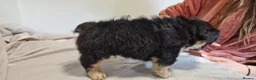 French Bulldog dogs for sale: FRENCH BULLDOGS  - Advert 13
