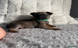 Belgian Shepherd Dog dogs for sale: Belgian malinois puppies - Image 13