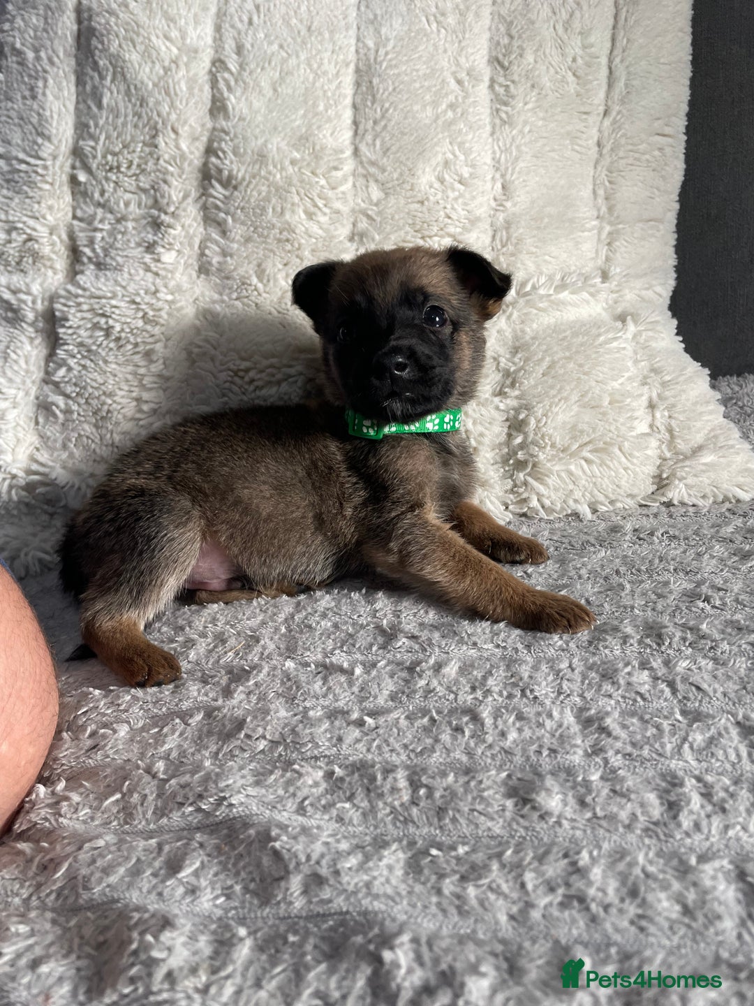 Belgian Shepherd Dog dogs for sale: Belgian malinois puppies - Image 13