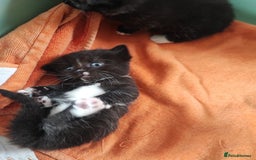 Munchkin cats for sale: Munchkin x Devon rex  - Image 3