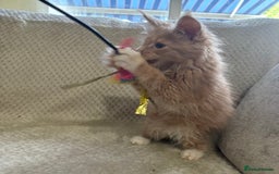Maine Coon cats for sale: Reduced Pedigree GCCF registered kitten 1.6kg - Image 21
