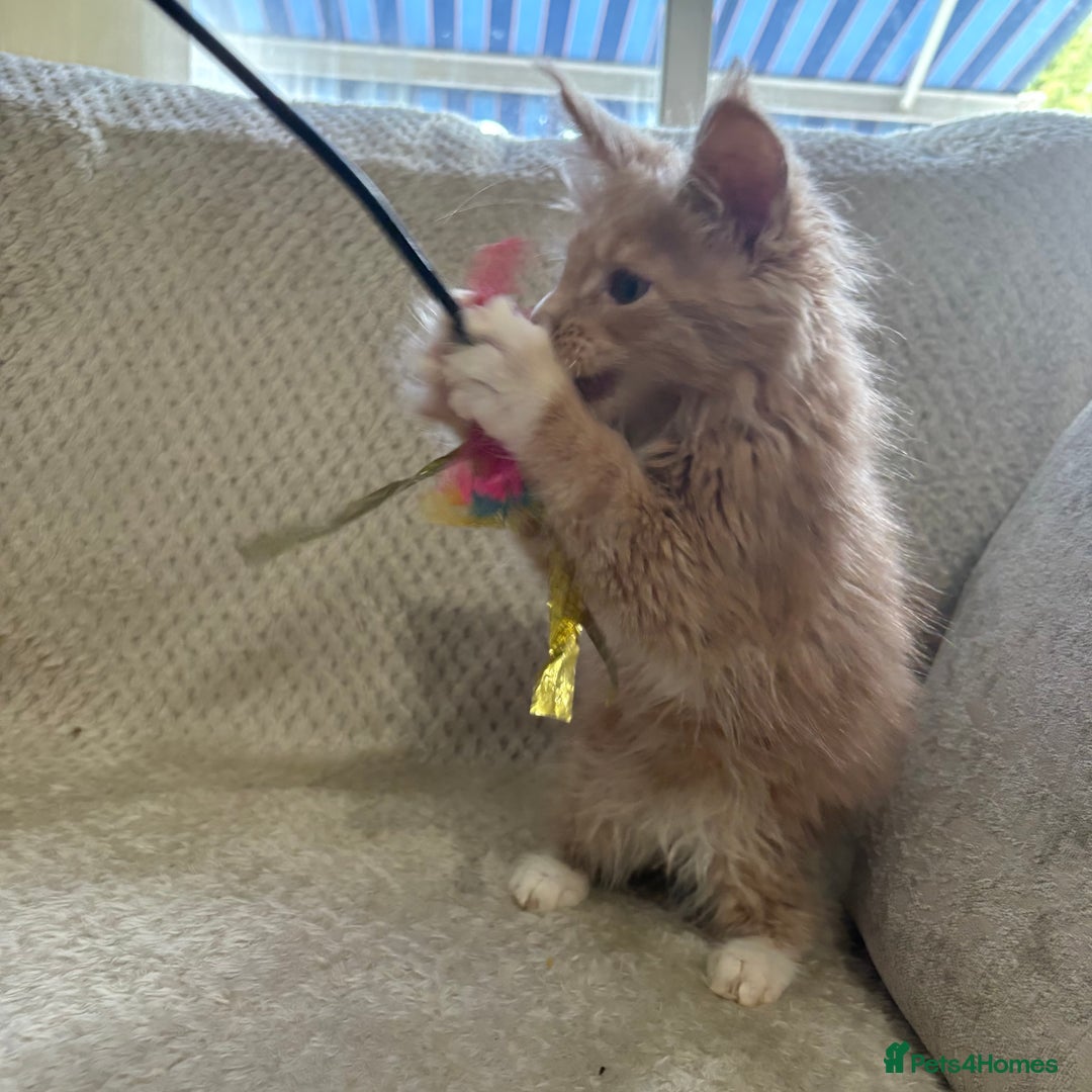Maine Coon cats for sale: Reduced Pedigree GCCF registered kitten 1.6kg - Image 21
