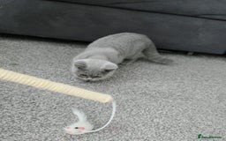 British Shorthair cats for sale: Campion blod - Image 1