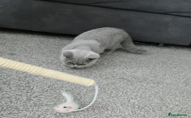 British Shorthair cats - Advert 4
