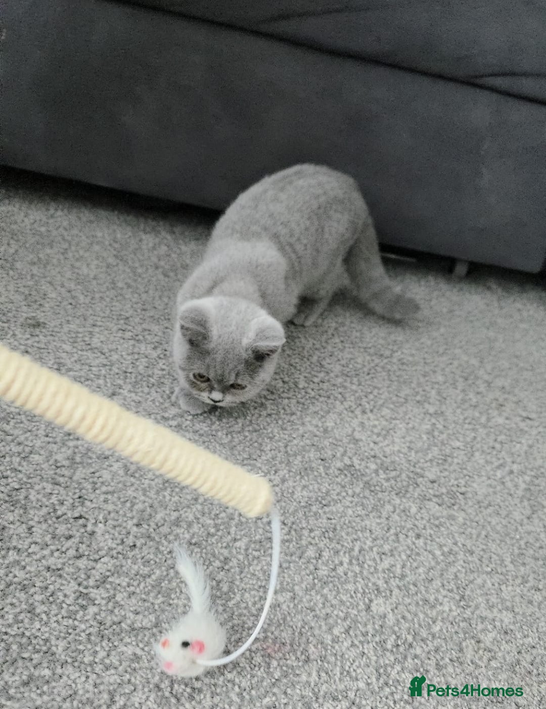 British Shorthair cats for sale: Campion blod - Image 1