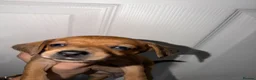 Dachshund dogs for sale: 5 Beautiful dachshund puppy’s  - Advert 4