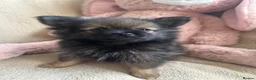 Pomeranian dogs for sale: Pomeranian  - Advert 3