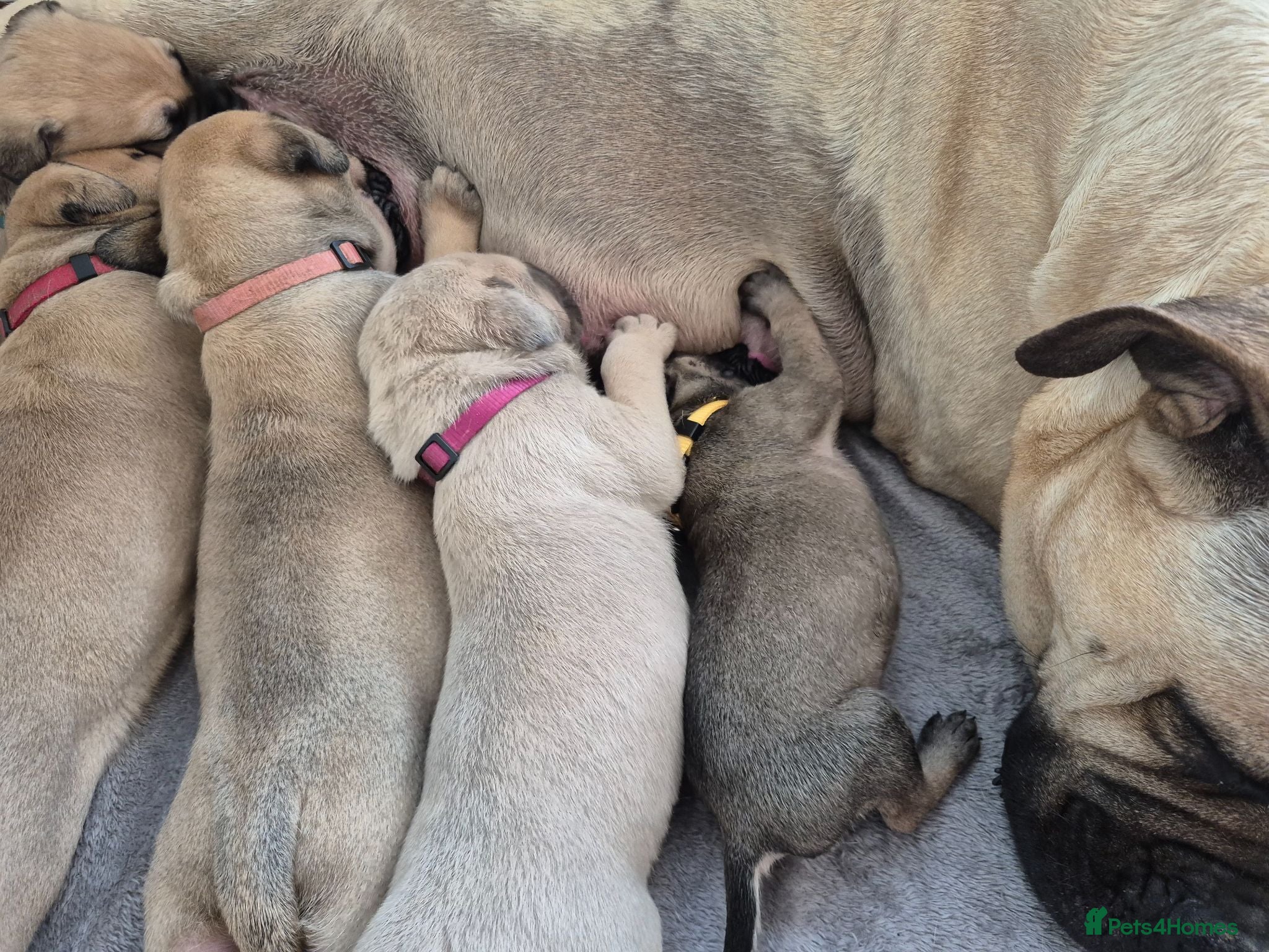 Bullmastiff dogs Bullmastif mastiff female puppies  - Advert 4