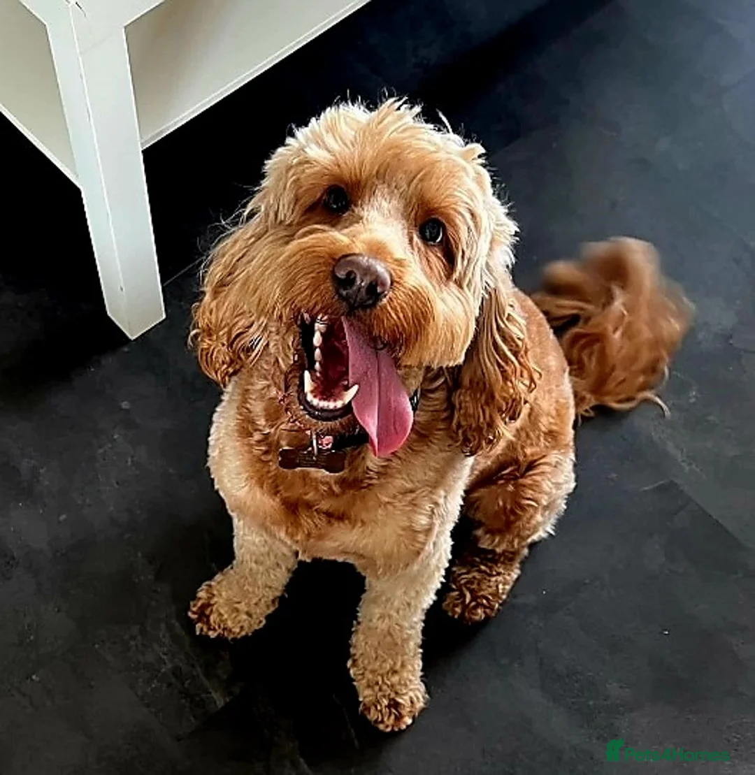 Cockapoo dogs for stud: Proven DNA tested red F1 Cockapoo Charlie for Stud in Milton Keynes - Advert 17