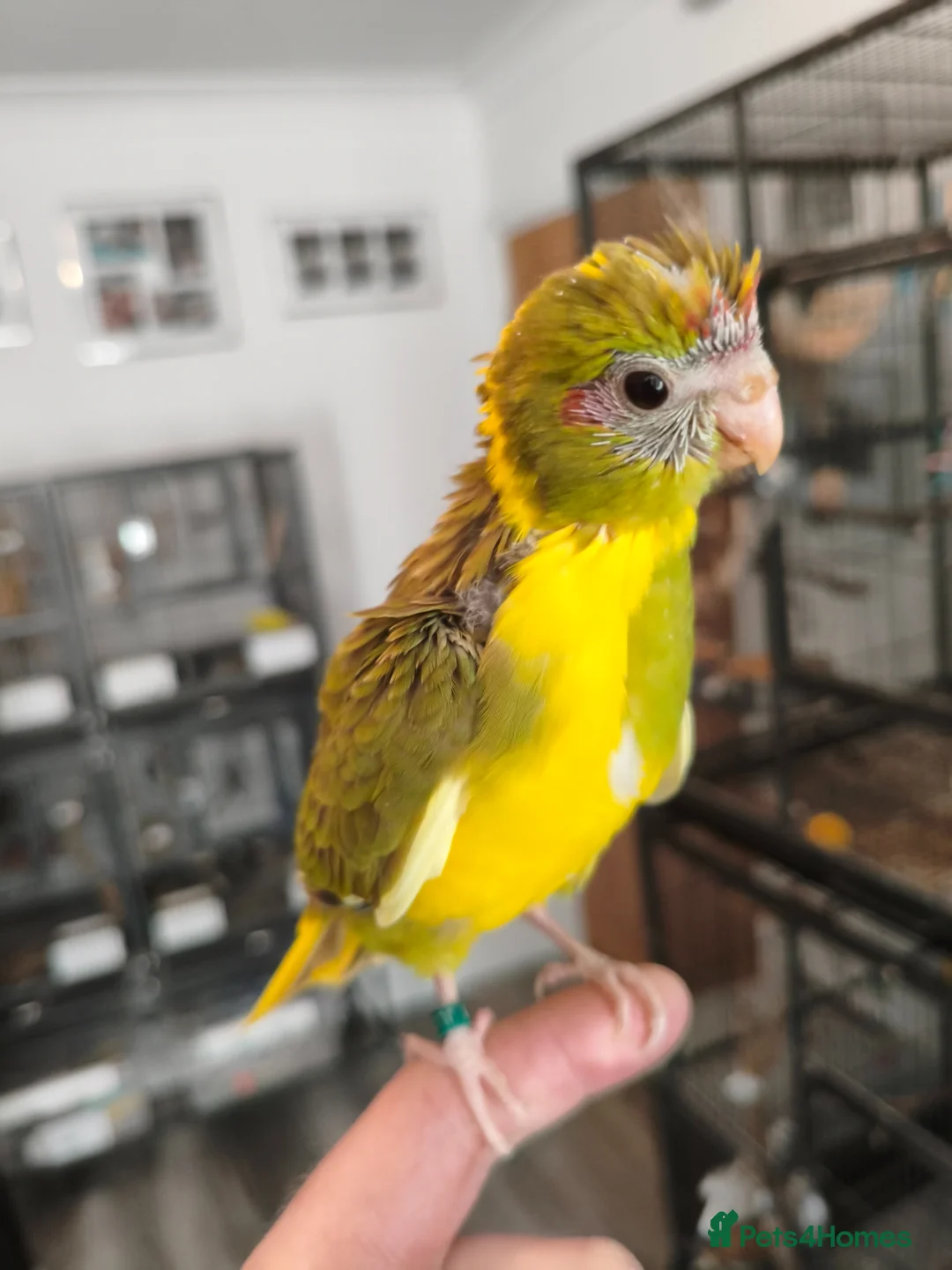 Parakeets birds for sale: Kakarikis - Hand Tame Babies  - Advert 1
