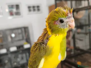 Parakeets birds Kakarikis - Hand Tame Babies - Advert 1