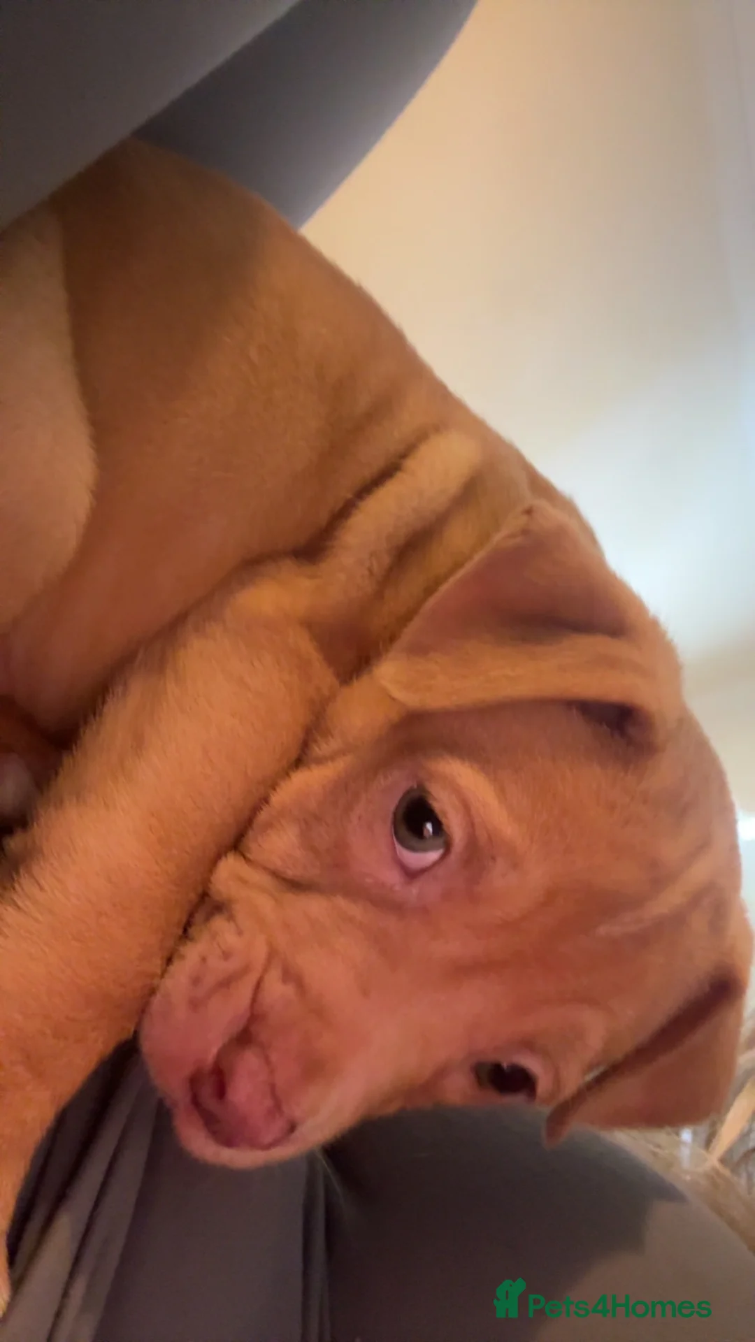 Mixed Breed dogs for sale: French mastiff cross pocket bully’s  - Advert 2