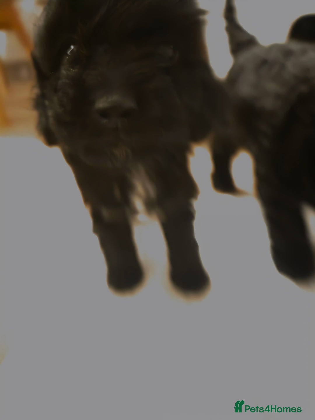 Cockapoo dogs for sale: Cockapoo Puppies  - Advert 14