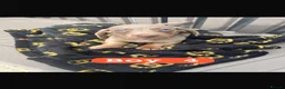 Dachshund dogs for sale: Dachshund puppies  in Wigan - Advert 7