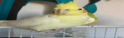 Cockatiels birds for sale: 2 Female Cocktails  - Advert 4