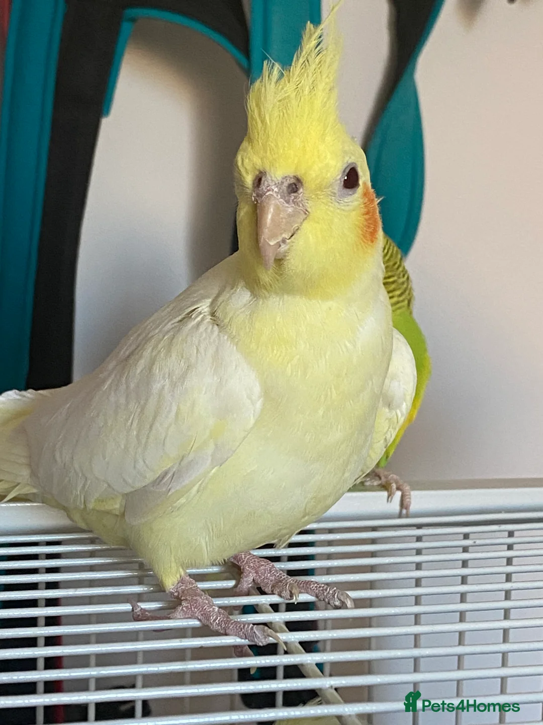 Cockatiels birds for sale: 2 Female Cocktails  - Advert 4