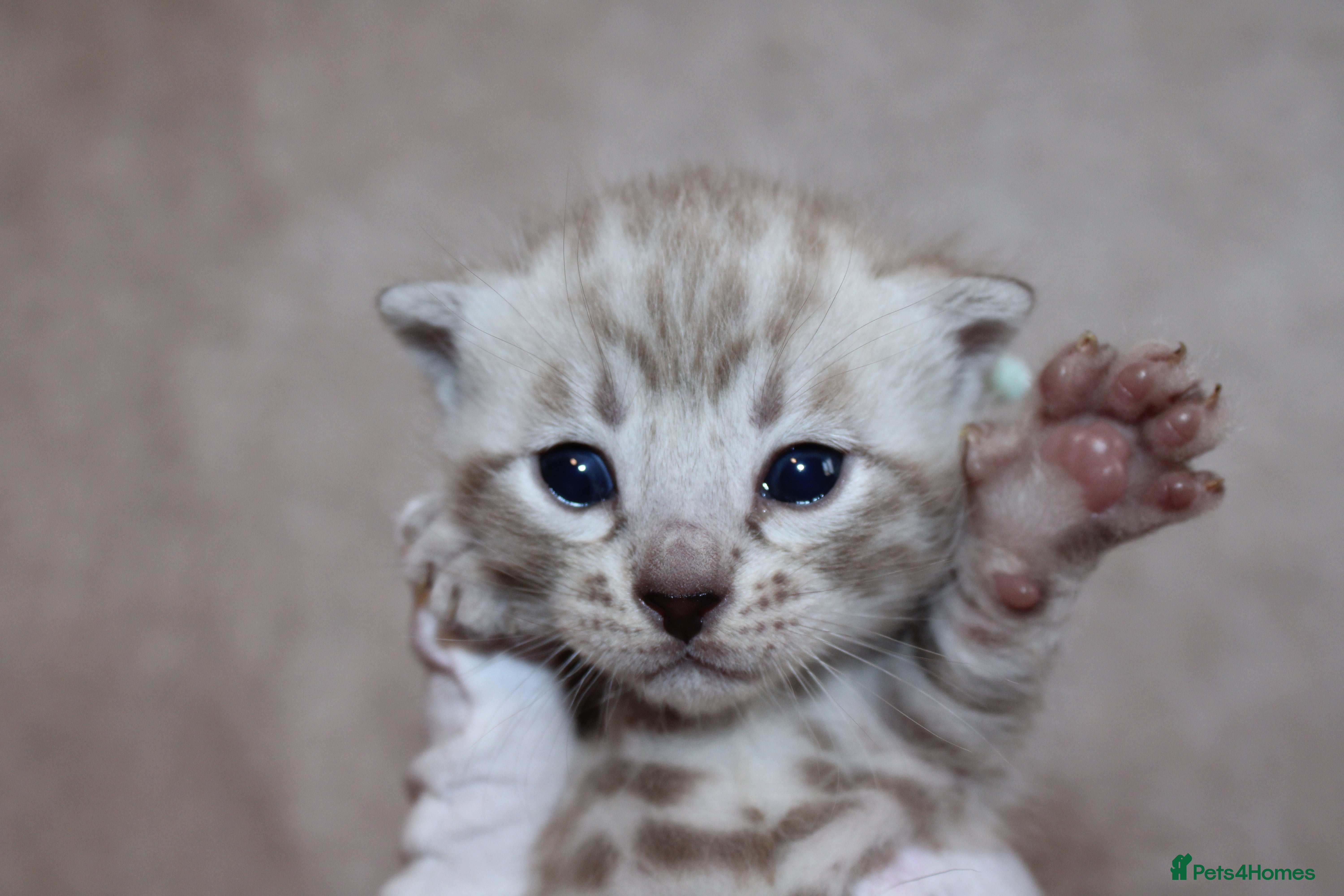 Bengal cats ❄️🏆STUNNING SNOW BENGALS. TICA REGISTERED. 😻🏆❄️ - Advert 2