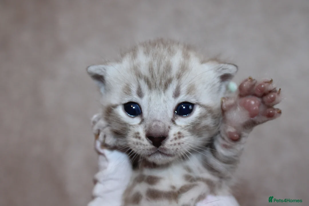 Bengal cats for sale: ❄️🏆STUNNING SNOW BENGALS. TICA REGISTERED. 😻🏆❄️ - Advert 1