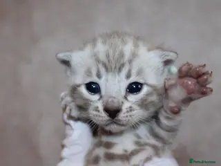 Bengal cats ❄️🏆STUNNING SNOW BENGALS. TICA REGISTERED. 😻🏆❄️ - Advert 2