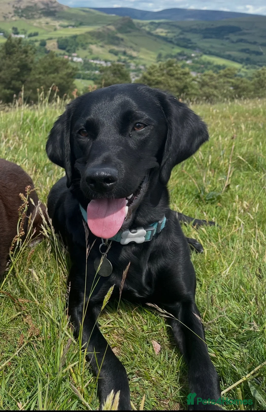 Labrador Retriever dogs for sale: Beautiful KC Registered labrador puppies for sale - Advert 2
