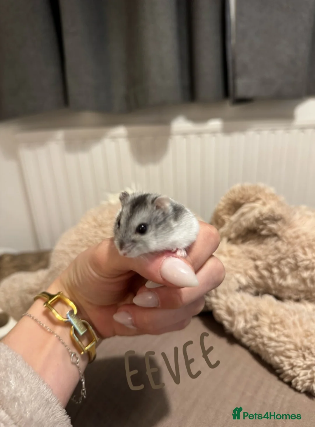 Hamster rodents for sale: Winter White Dwarf Hamsters - Advert 2