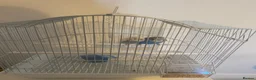 Budgerigars birds for sale: budgies male and female 2 month old and bird cage - Advert 2