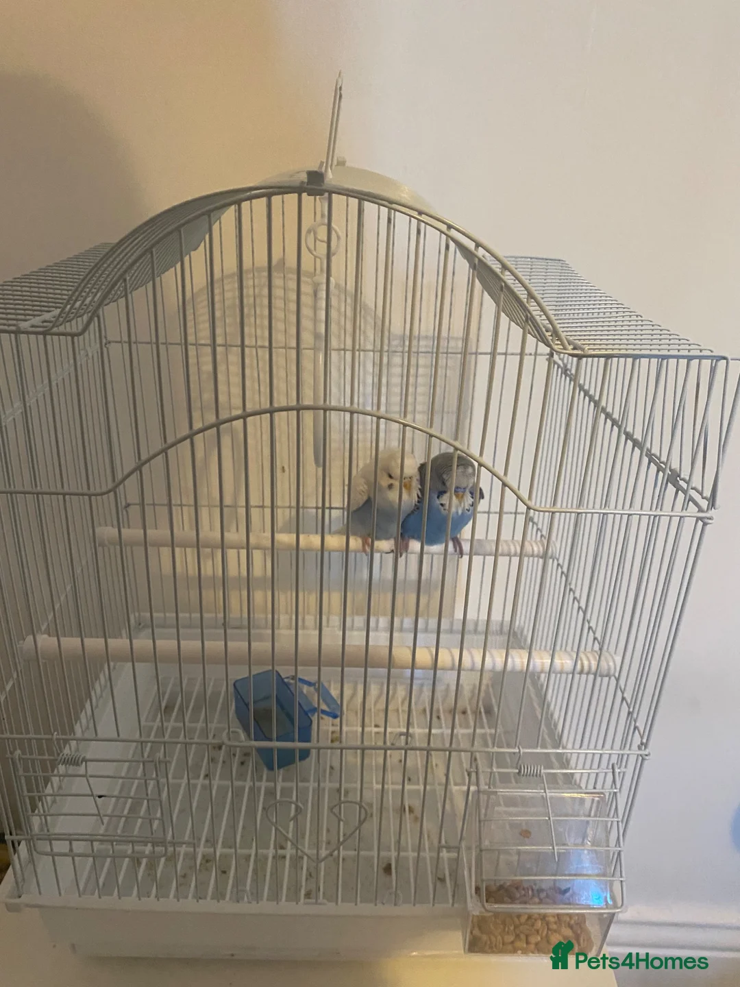 Budgerigars birds for sale: budgies male and female 2 month old and bird cage - Advert 2