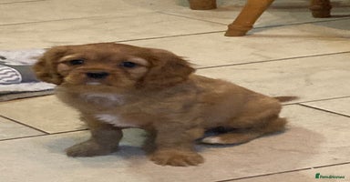 Cavalier King Charles Spaniel dogs Stunning ruby and black & tan puppies - Advert 4