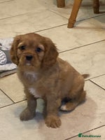Cavalier King Charles Spaniel dogs Stunning ruby and black & tan puppies - Advert 4