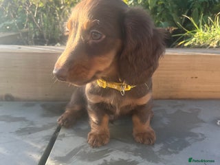 Miniature Dachshund dogs Ready Now Long Haired Miniature Dachshunds - Advert 12
