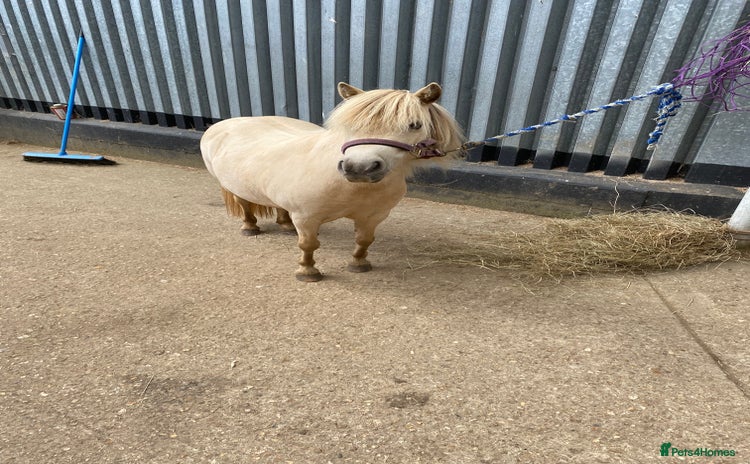 Miniature horses - Advert 1