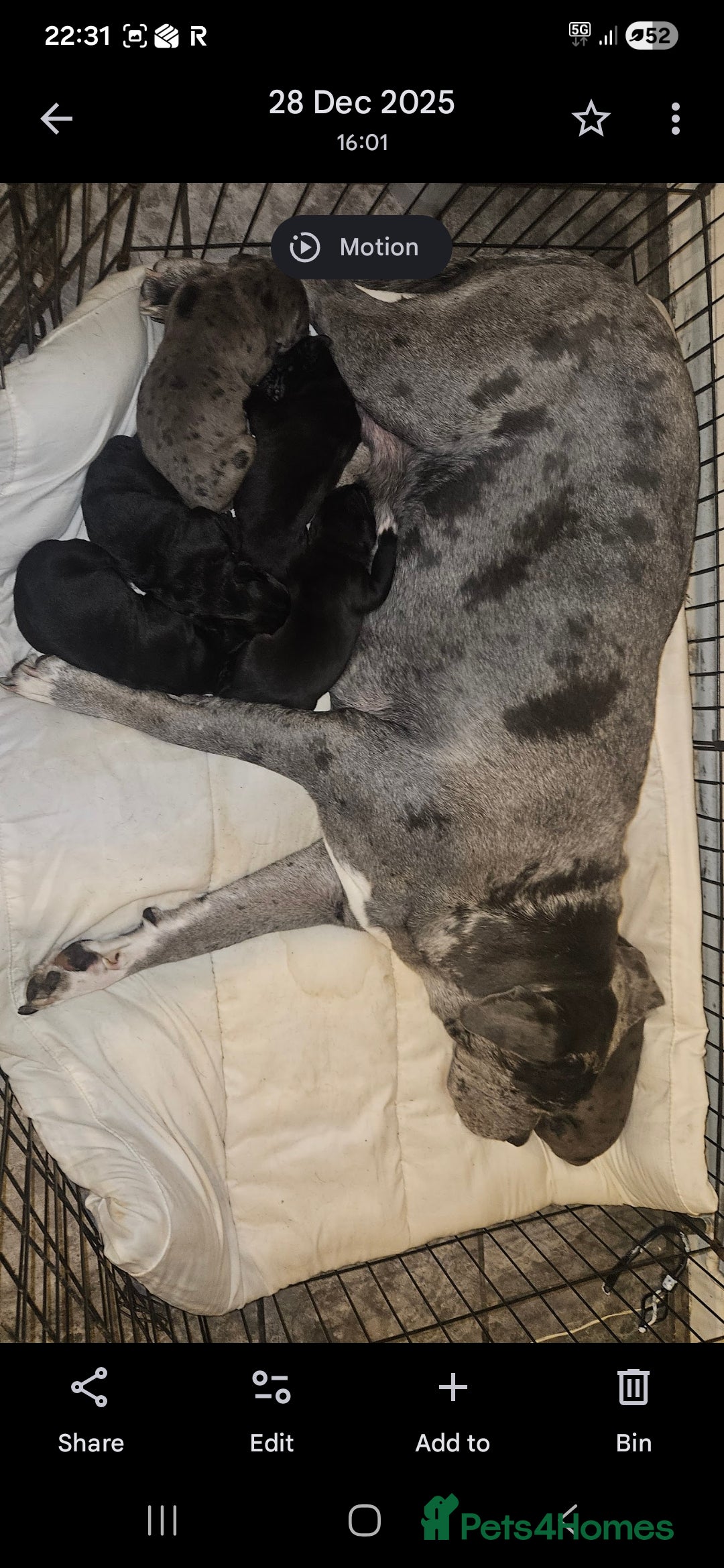 Cane Corso dogs for sale: Cane Corso Pups - Advert 6