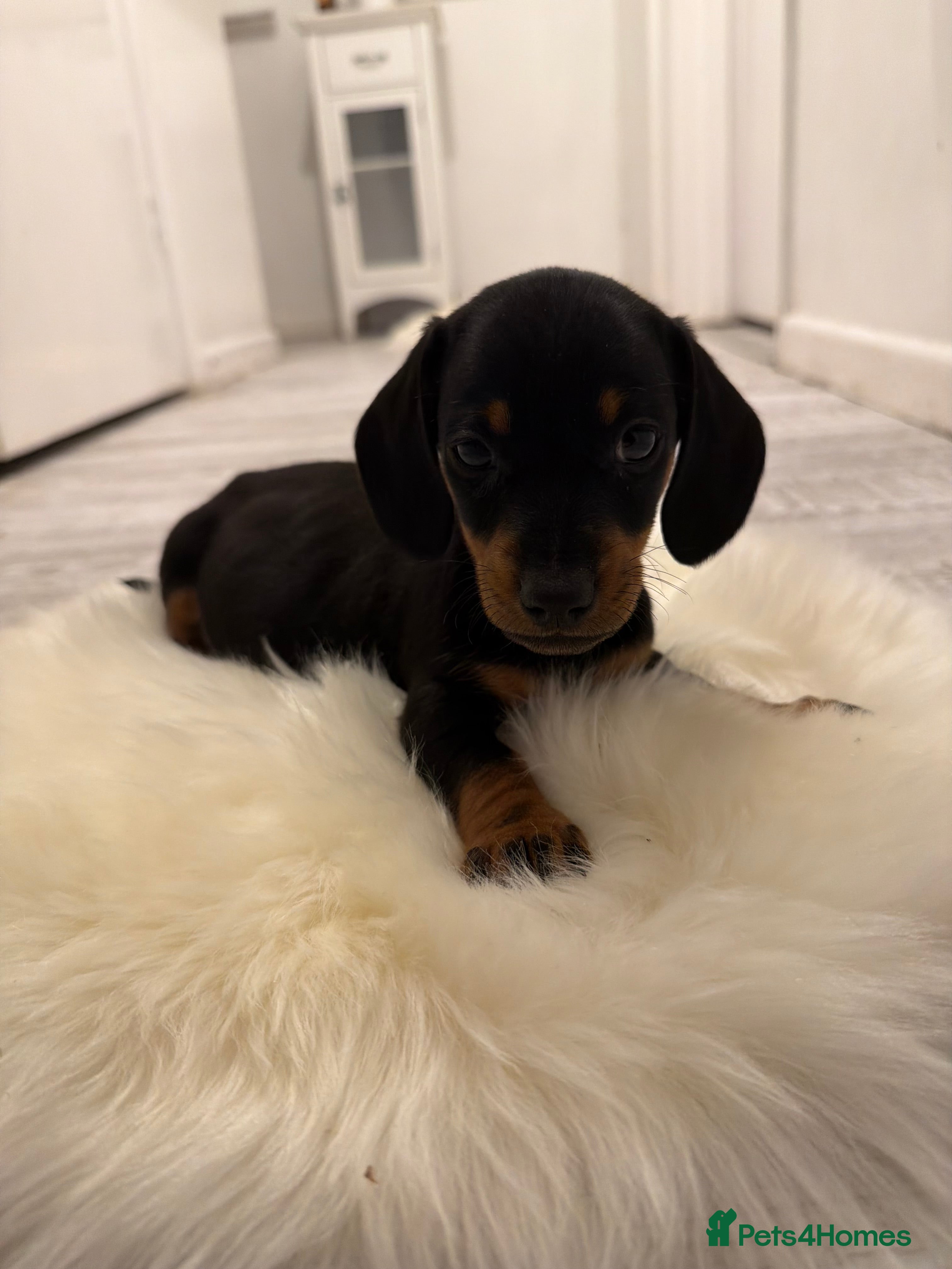 Miniature Dachshund dogs READY NOW 5 ⭐️⭐️ Miniature dashchunds - Advert 5