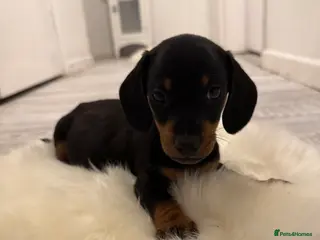 Miniature Dachshund dogs READY NOW 5 ⭐️⭐️ Miniature dashchunds - Advert 5