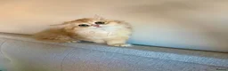 British Shorthair cats for sale: Adorable Golden British Short/longhair Kittens - Advert 7