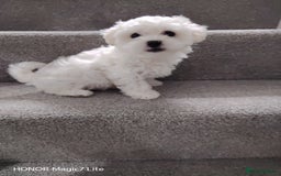 Maltese dogs for sale: Pure Maltese puppies❤️💙 - Image 10